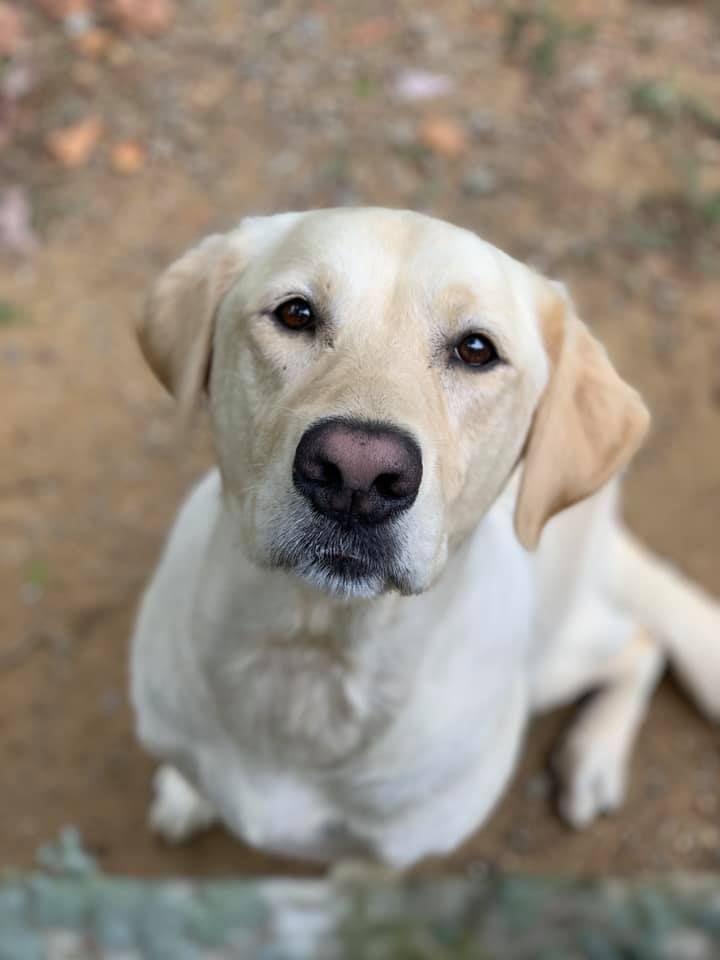 A close up of a yellow labrador retriever looking up at the camera.