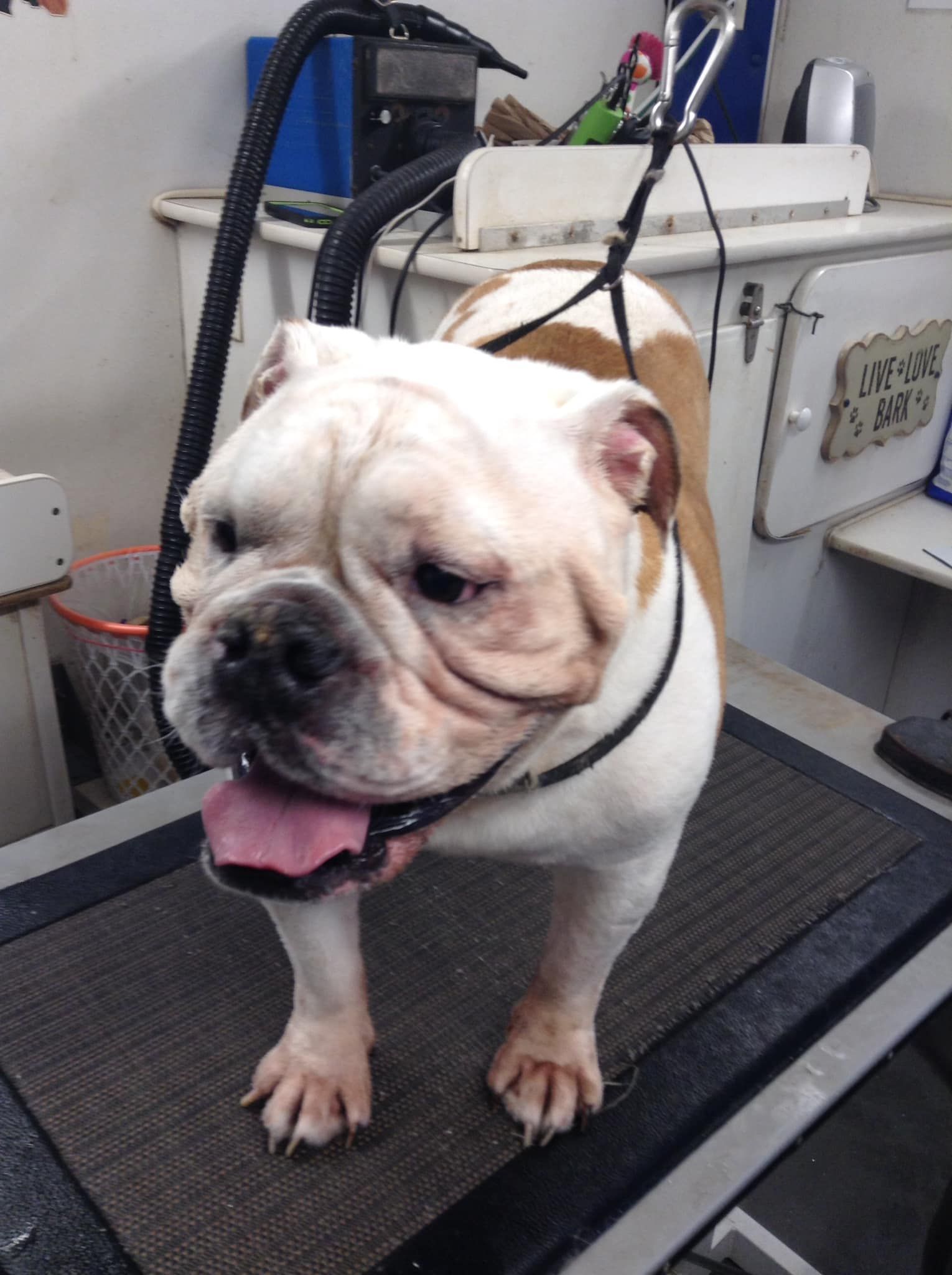 A bulldog is standing on a table with its tongue hanging out.