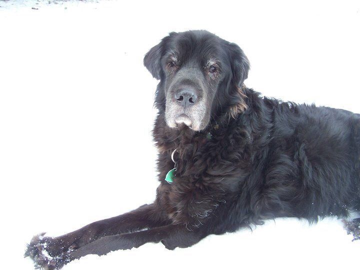 A black dog is laying in the snow and looking at the camera