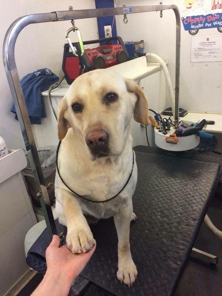 A dog is sitting on a table being groomed by a person.