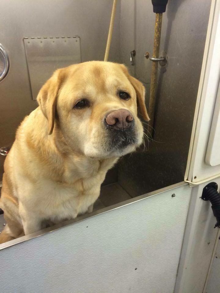 A dog is looking at itself in the mirror.