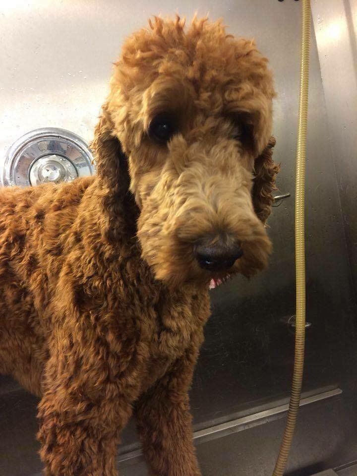 A brown dog is standing next to a rope and looking at the camera.