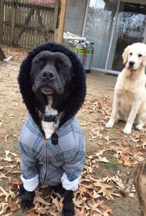 A dog wearing a jacket with a hood is sitting on a pile of leaves.