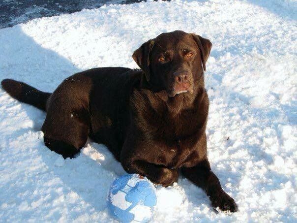 A brown dog is laying in the snow next to a blue ball