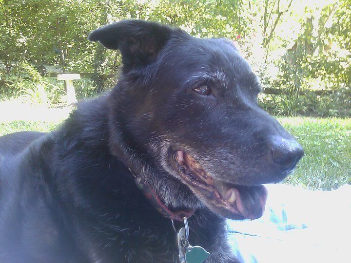 A close up of a black dog with its mouth open