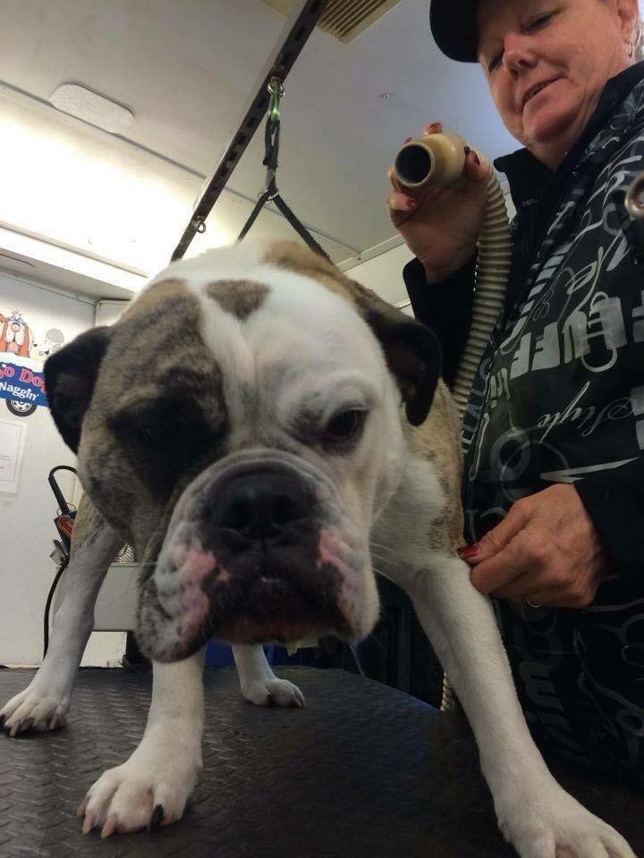 A woman is drying a dog with a hair dryer.