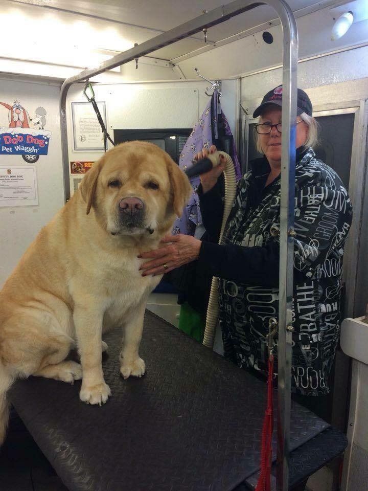 A dog is sitting on a table while a woman grooms it