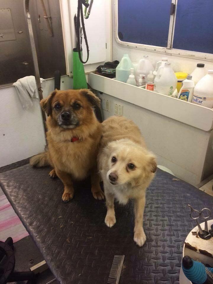 Two dogs are sitting next to each other on a table.
