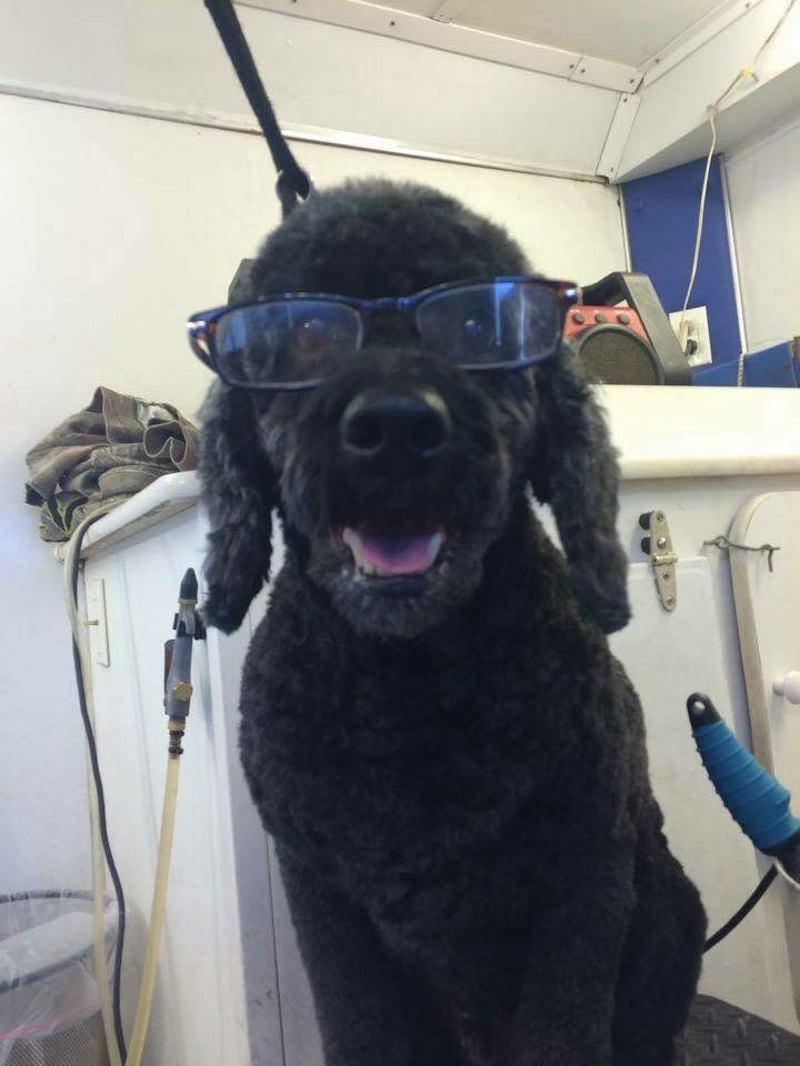 A black poodle wearing glasses is sitting on a table.