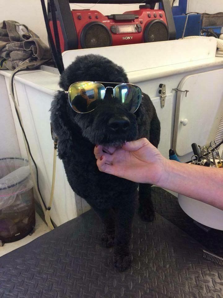 A black dog wearing sunglasses is being held by a person