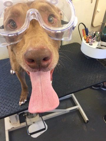 A dog wearing goggles is sticking its tongue out.
