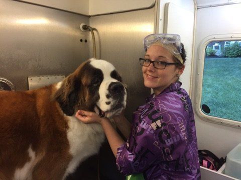 A woman is grooming a large brown and white dog.