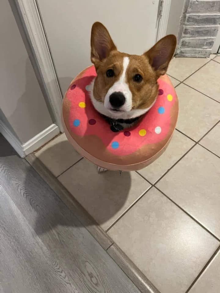 A brown and white dog is wearing a pink donut collar.