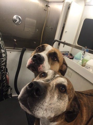 Two dogs are sitting next to each other in a bathroom looking up at the camera.