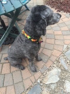 A black dog wearing a collar is sitting on a brick patio.