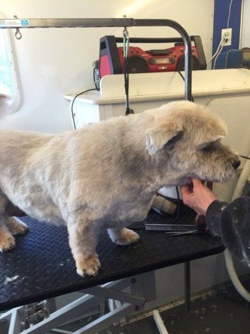 A person is grooming a small dog on a table.