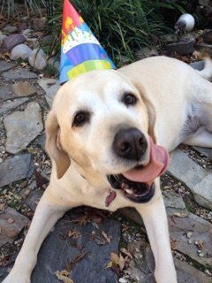 A dog wearing a birthday hat is laying on the ground
