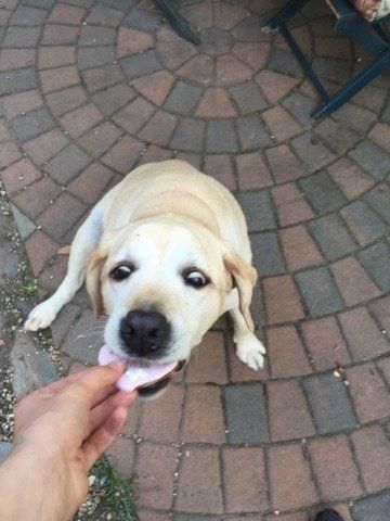 A person is feeding a dog a treat on a brick patio.