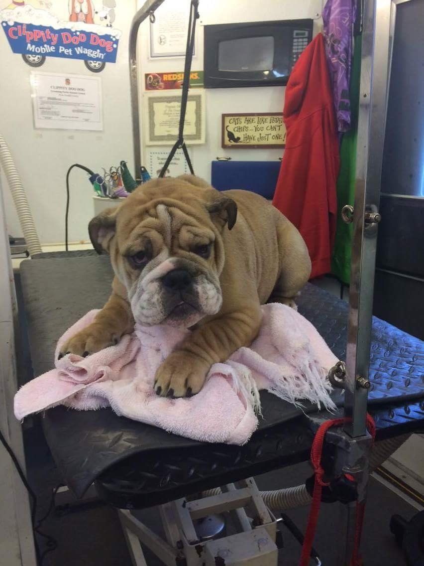 A bulldog is laying on a pink towel on a table