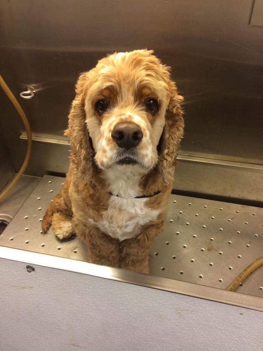 A cocker spaniel is sitting in a bathtub and looking at the camera.