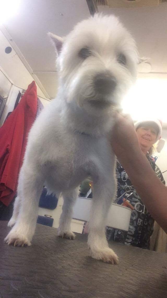 A person is holding a small white dog in a room.