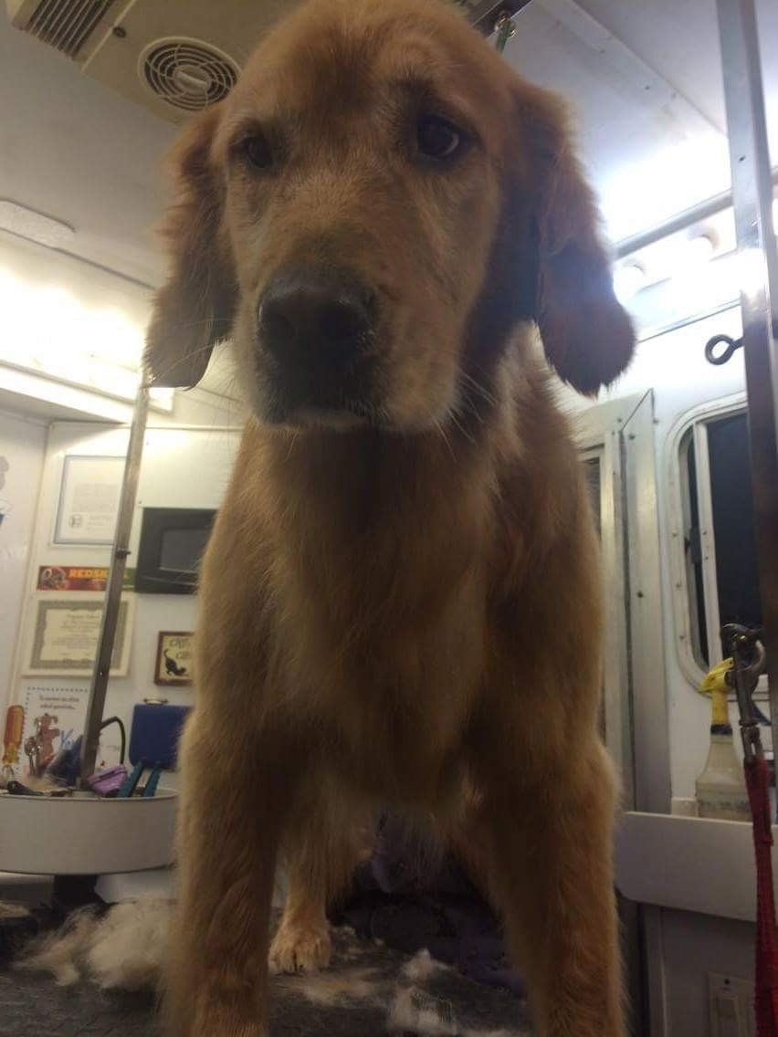 A brown dog is standing in a room and looking at the camera.