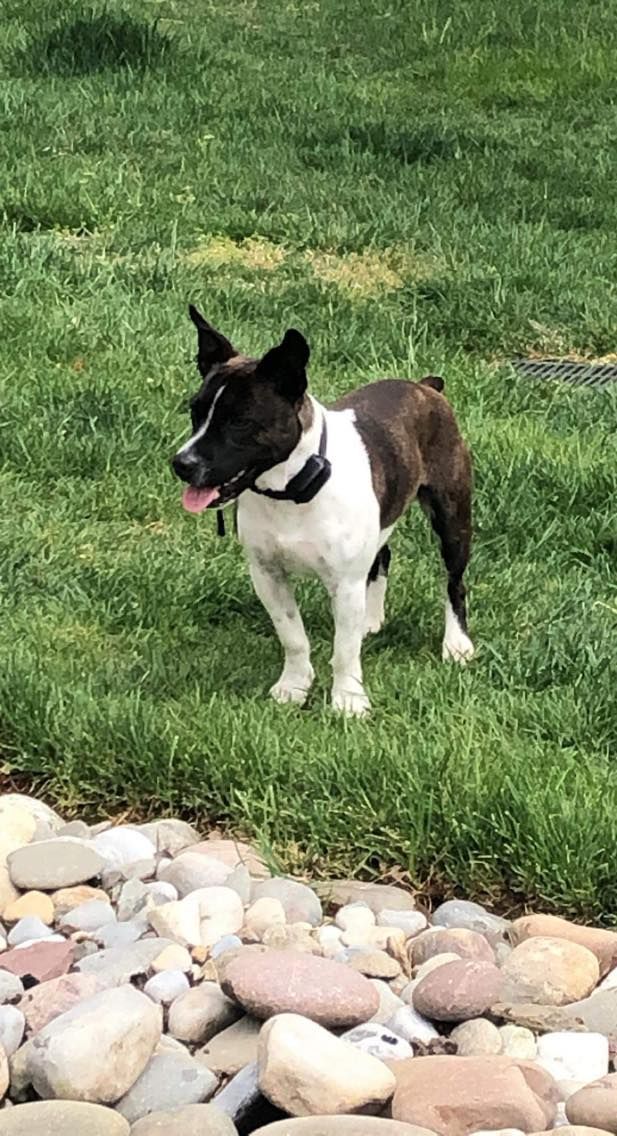 A black and white dog is standing in the grass next to rocks.