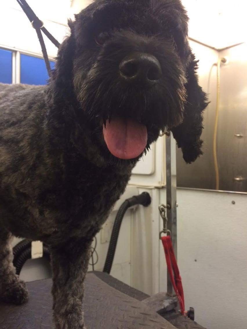 A black dog is standing on a table with its tongue out