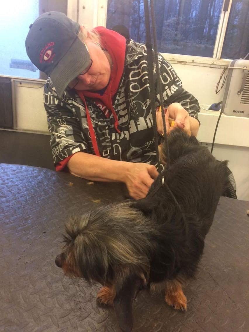 A man is grooming a small black dog on a table.