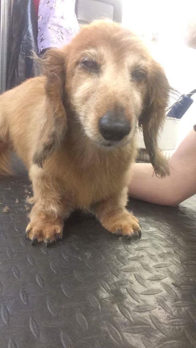 A dachshund puppy is sitting on a table with its eyes closed.