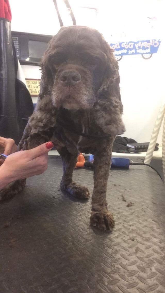A person is grooming a brown dog on a table.