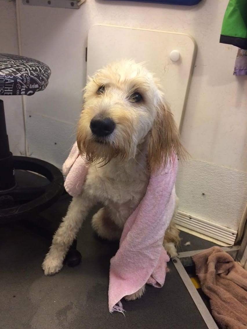 A dog wrapped in a pink towel is sitting on the floor.