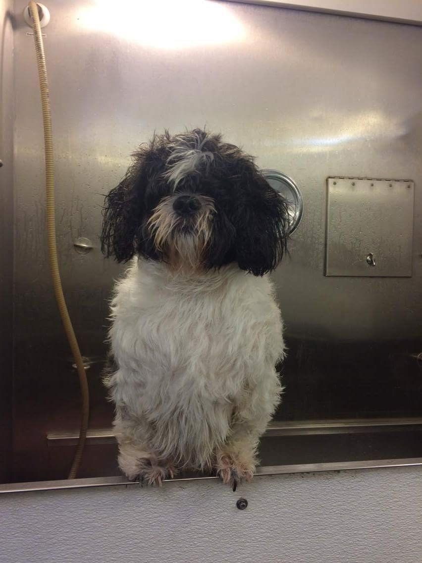 A black and white dog is sitting on a table in a bathroom.