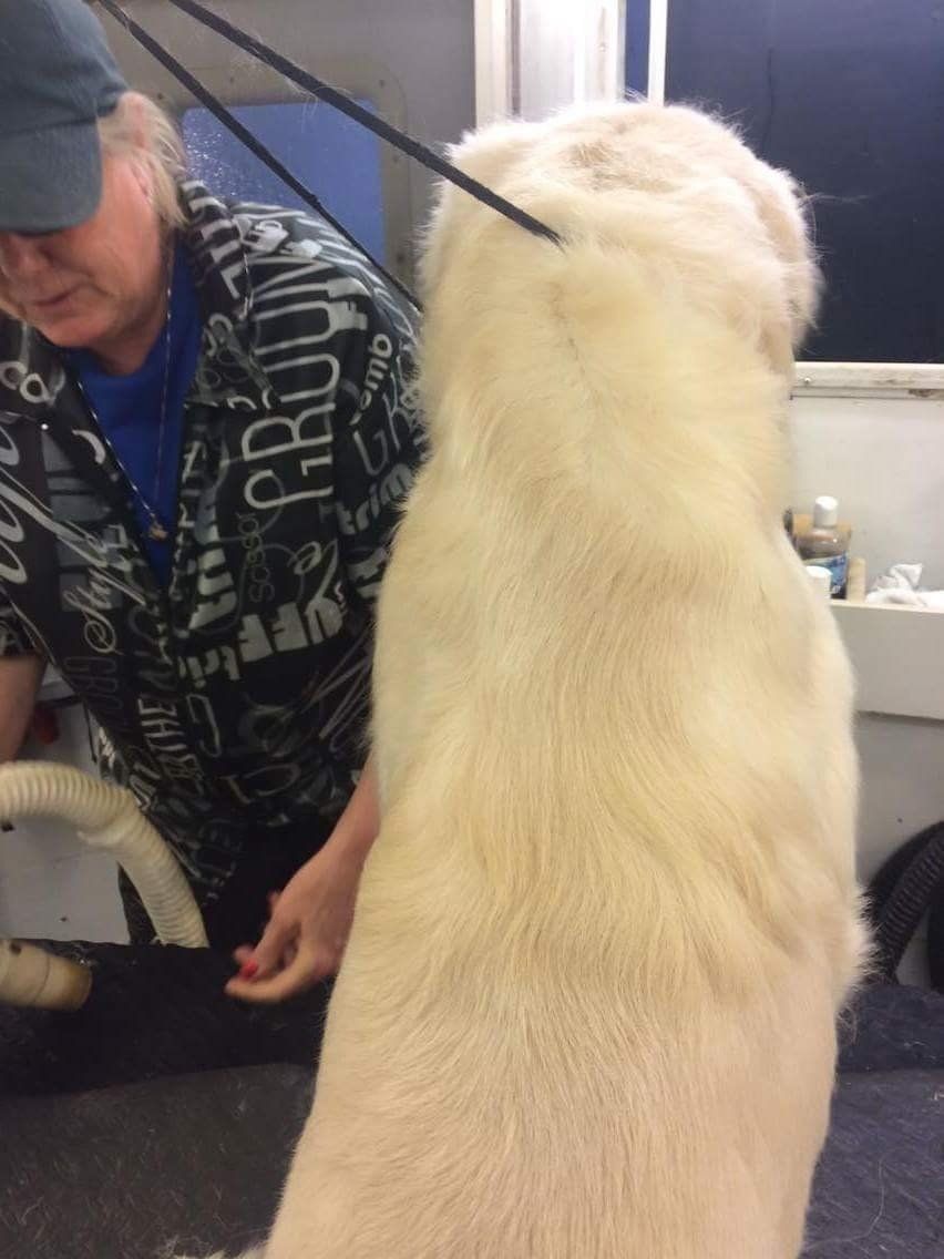 A woman grooming a white dog with the word proud on her jacket