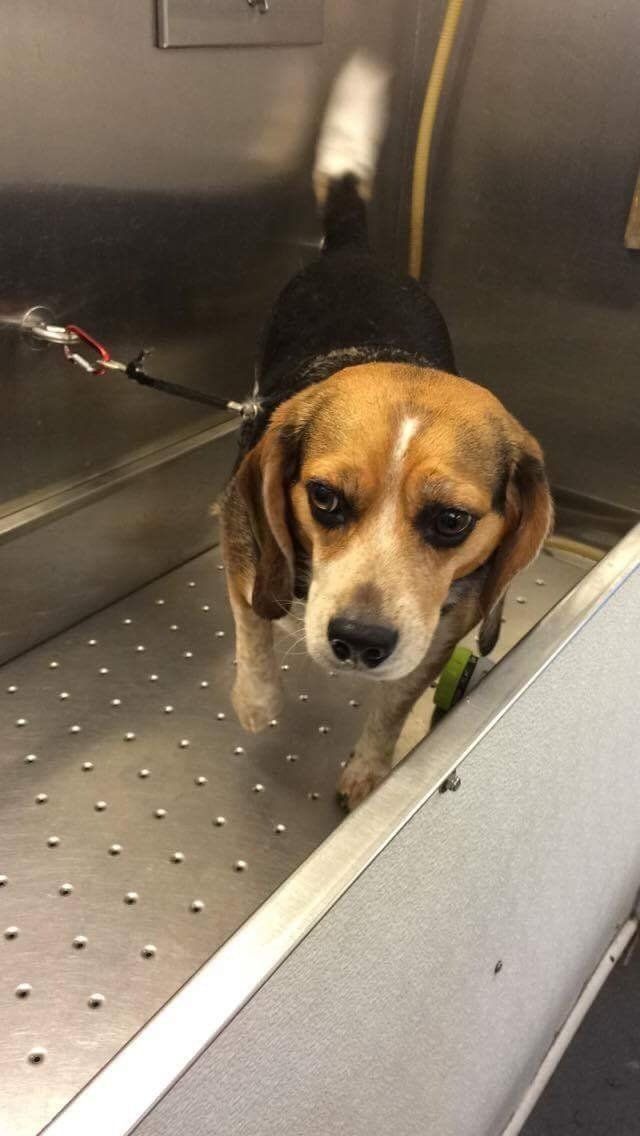 A small brown and white dog is standing on a treadmill.