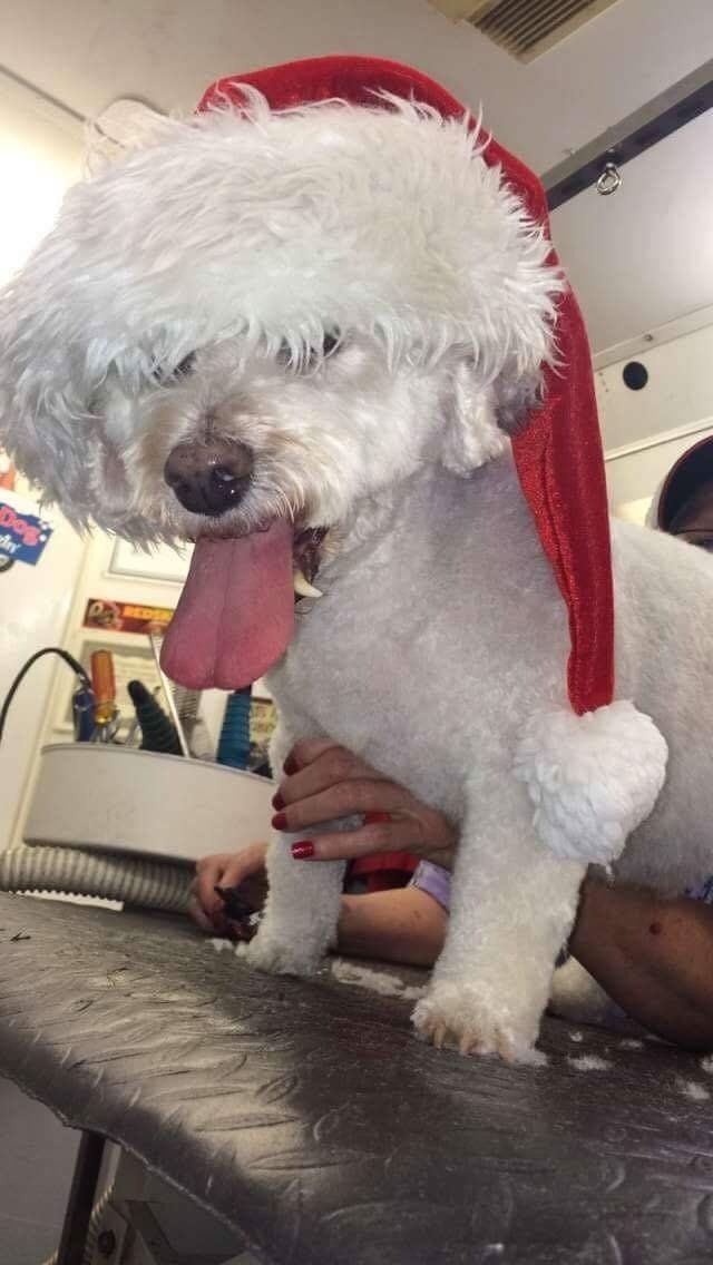 A small white dog wearing a santa hat is sitting on a table.