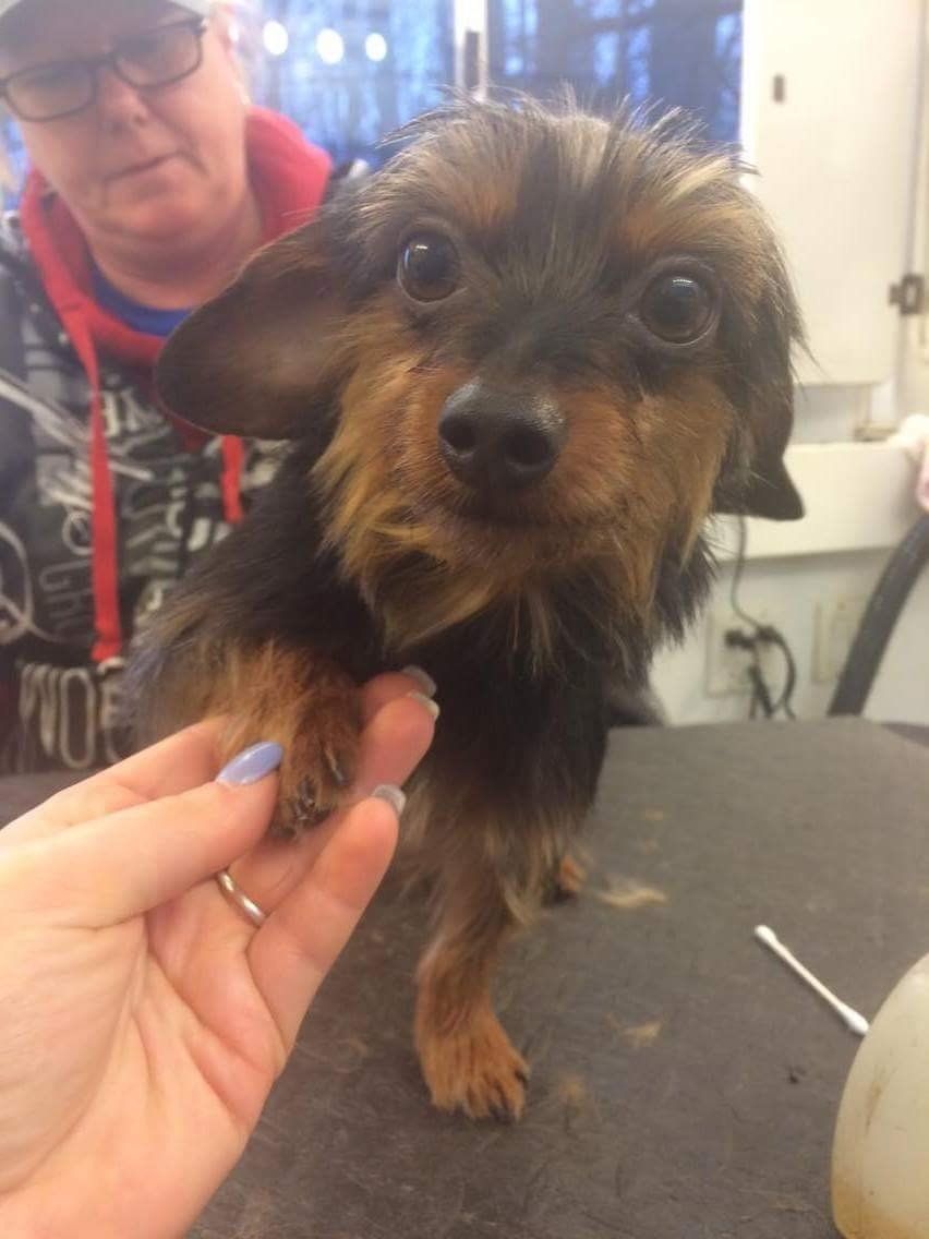 A woman is holding a small brown dog in her hand