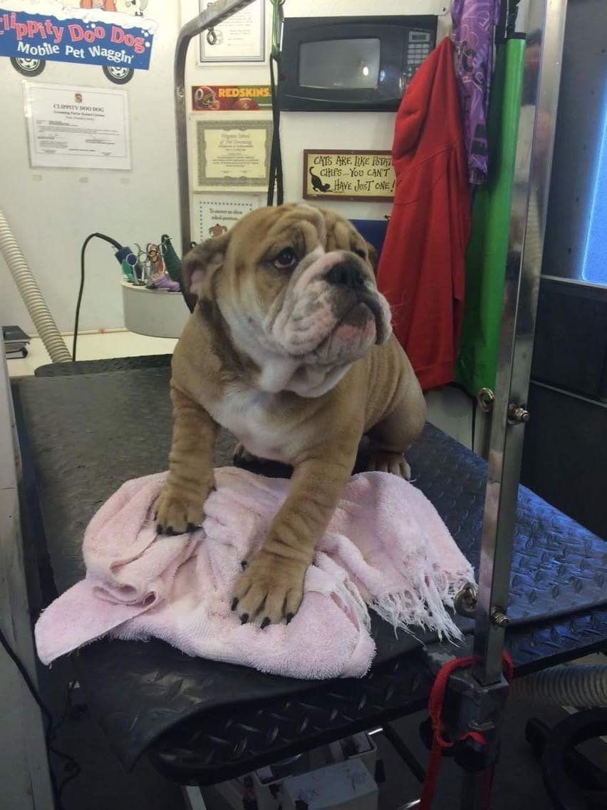 A bulldog puppy is laying on a pink towel on a table
