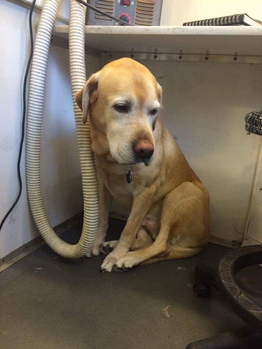 A dog is sitting under a desk with a hose attached to it