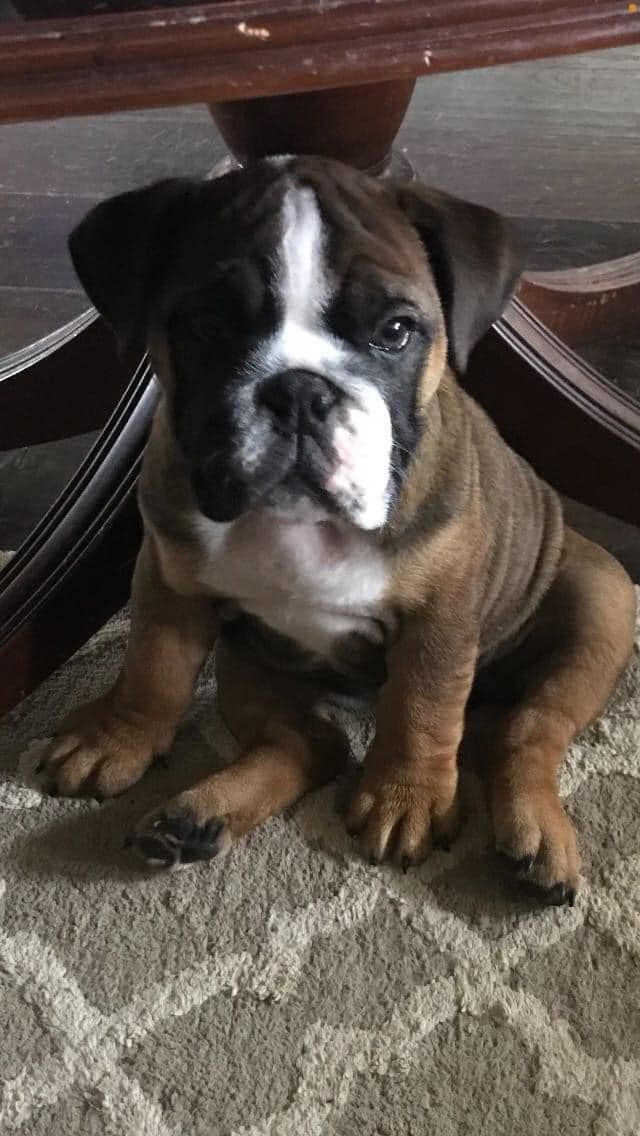 A brown and white bulldog puppy is sitting on a rug next to a table.