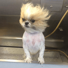 A small dog with a shaved head is standing on a counter