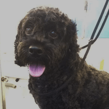 A small black dog with a pink tongue sticking out