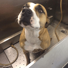 A brown and white dog is sitting in a sink and looking up
