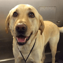 A close up of a dog with its mouth open