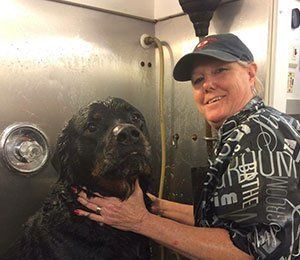 A woman is washing a black dog in a shower.