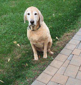 A dog is sitting on the grass next to a sidewalk.