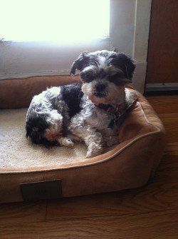 A black and white dog is laying in a dog bed.