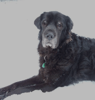 Murphy