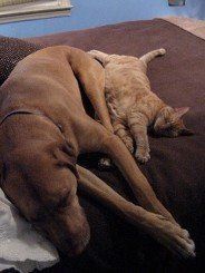 Chief and Taz