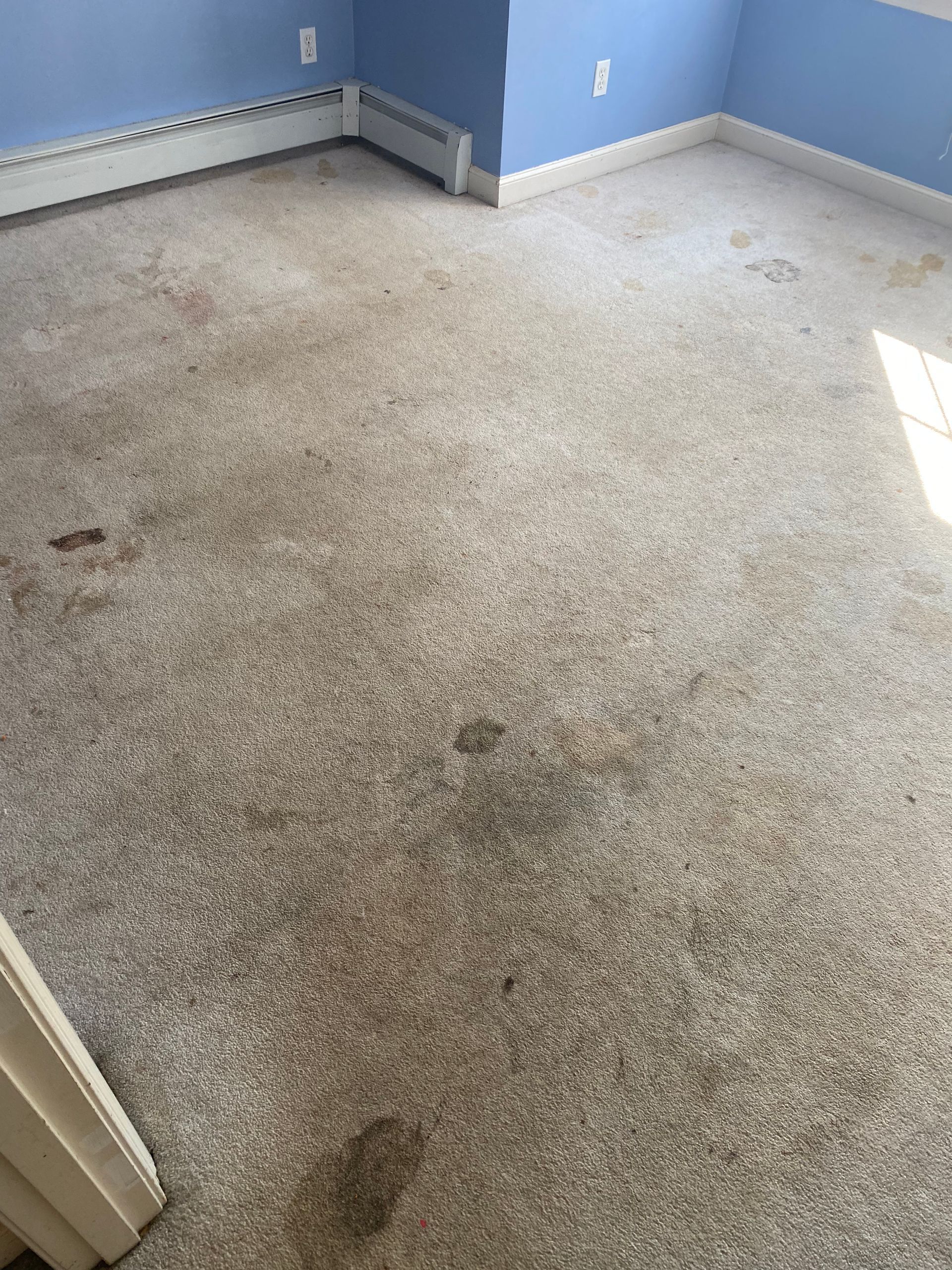 A room with a dirty carpet and blue walls.